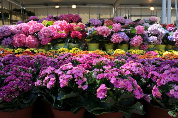 Lignano in Fiore